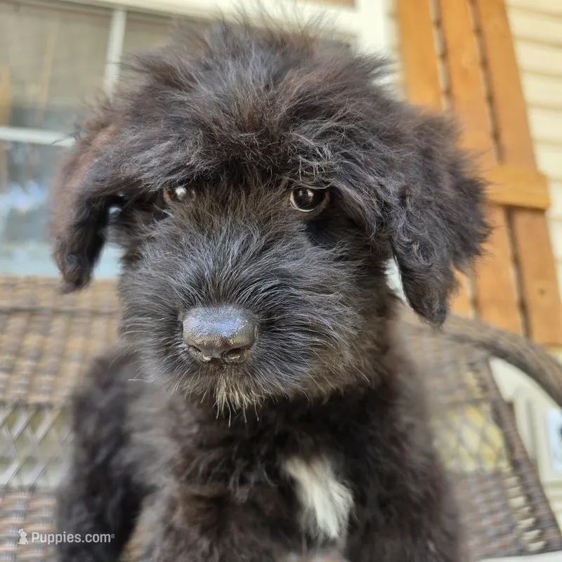 AKC Chloe – Bouvier des Flandres puppy for sale in Marionville, MO