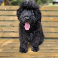 AKC Luna , a female Bouvier des Flandres for sale in Marionville, MO – 2 of 9