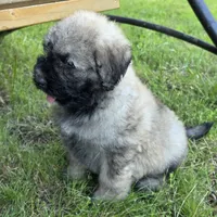 AKC , a female Bouvier des Flandres for sale in Marionville, MO – 7 of 7
