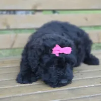 AKC Bri, a female Bouvier des Flandres for sale in Marionville, MO – 6 of 10