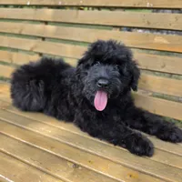 AKC Luna , a female Bouvier des Flandres for sale in Marionville, MO – 8 of 9
