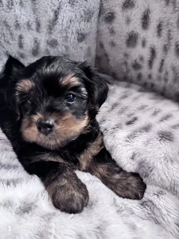 Minnie – Yorkshire Terrier puppy for sale in Atlanta, GA