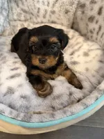 Buddy, a male Yorkshire Terrier for sale in Atlanta, GA – 1 of 1