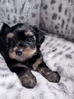 Minnie, a female Yorkshire Terrier for sale in Atlanta, GA – 1 of 2