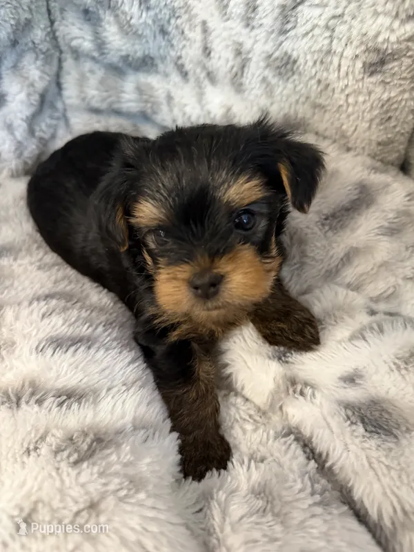 lucky – Yorkshire Terrier puppy for sale in Atlanta, GA