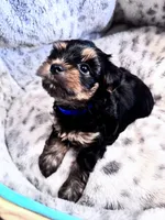 Buddy, a male Yorkshire Terrier for sale in Atlanta, GA – 2 of 2