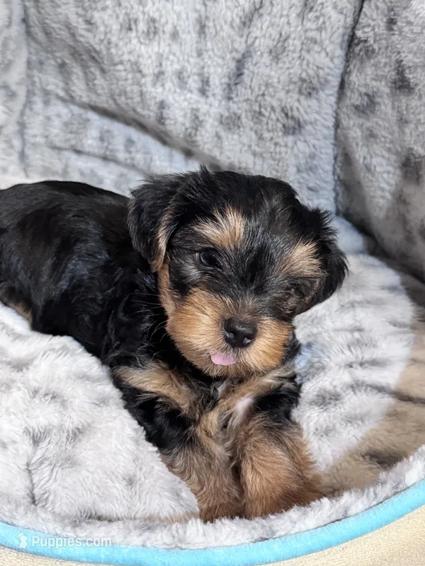 max – Yorkshire Terrier puppy for sale in Atlanta, GA
