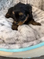 Minnie, a female Yorkshire Terrier for sale in Atlanta, GA – 1 of 1