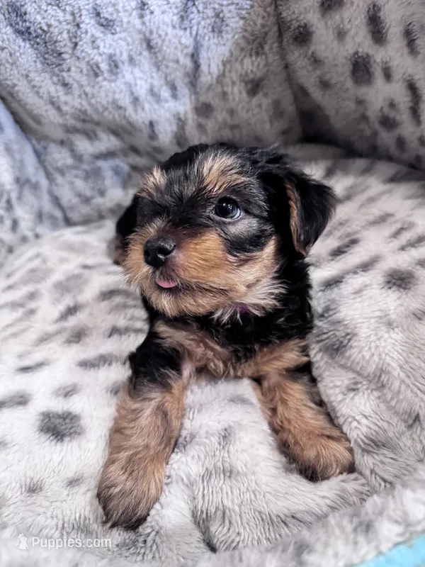 Max – Yorkshire Terrier puppy for sale in Atlanta, GA