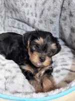 Max, a male Yorkshire Terrier for sale in Atlanta, GA – 1 of 2