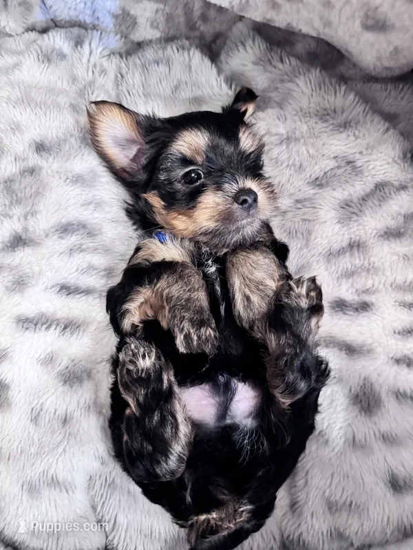 Buddy – Yorkshire Terrier puppy for sale in Atlanta, GA