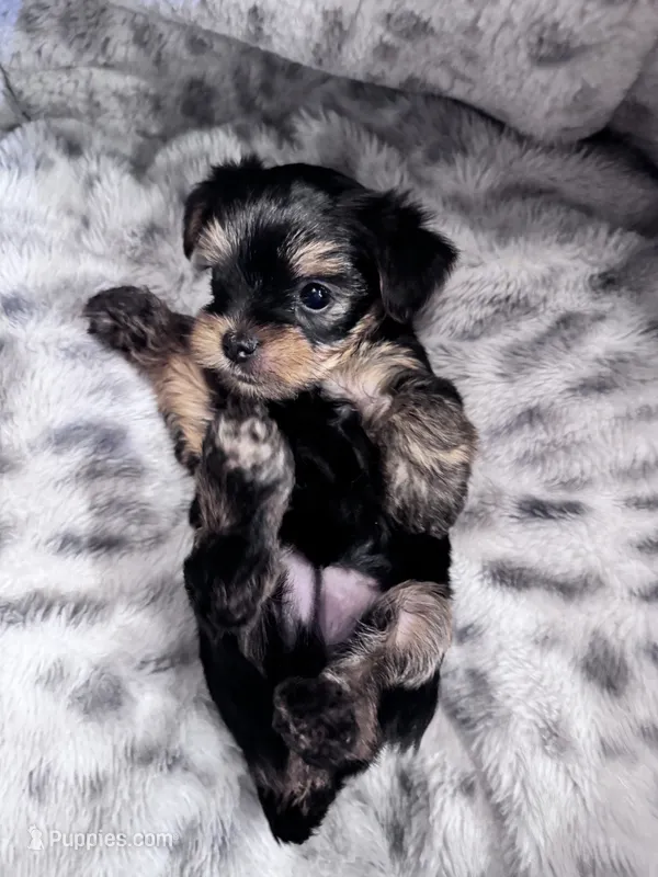 Lucky – Yorkshire Terrier puppy for sale in Atlanta, GA