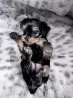 Lucky, a female Yorkshire Terrier for sale in Atlanta, GA – 1 of 1