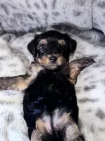 Minnie, a female Yorkshire Terrier for sale in Atlanta, GA – 2 of 2