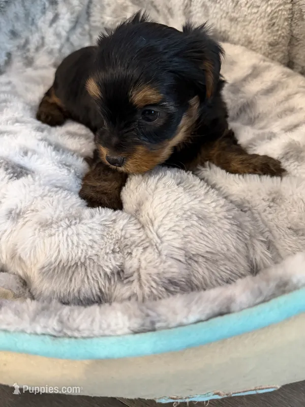 Max – Yorkshire Terrier puppy for sale in Atlanta, GA