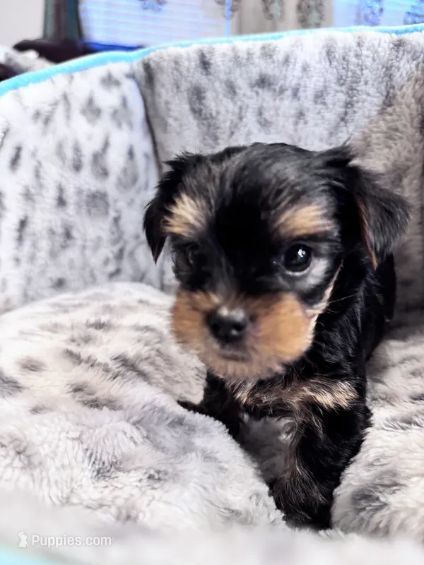Lucky – Yorkshire Terrier puppy for sale in Atlanta, GA