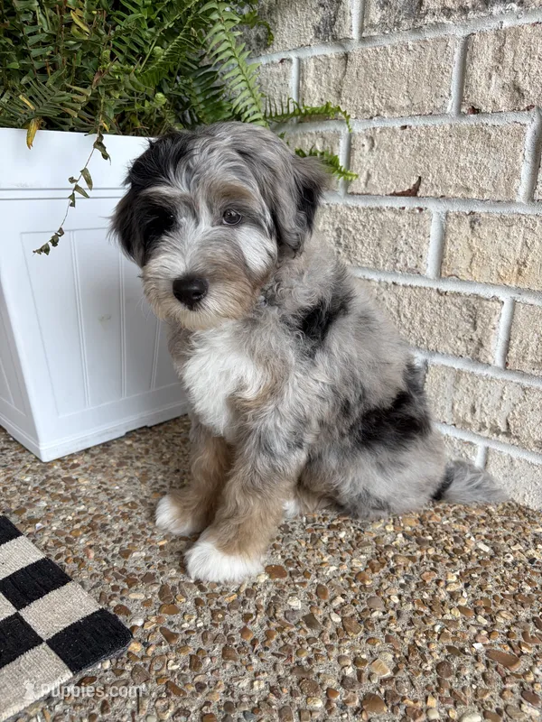 Tucker – Miniature Aussiedoodle puppy for sale in Lebanon, TN