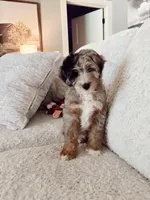 Tucker, a male Miniature Aussiedoodle for sale in Lebanon, TN – 3 of 3