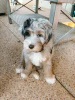 Tucker, a male Miniature Aussiedoodle for sale in Lebanon, TN – 2 of 3