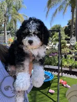 Bernedoodle Puppies , a  Bernedoodle for sale in Napa, CA – Photo 4 of 8