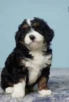 Bernedoodle Puppies , a  Bernedoodle for sale in Napa, CA – Photo 1 of 8