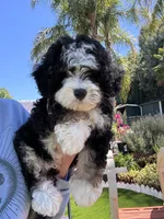 Bernedoodle Puppies , a  Bernedoodle for sale in Napa, CA – Photo 3 of 8