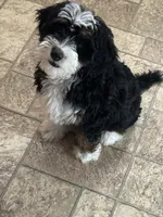 Bernedoodle Puppies , a  Bernedoodle for sale in Napa, CA – Photo 2 of 8