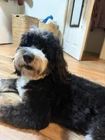 Bernedoodle Puppies , a  Bernedoodle for sale in Napa, CA – Photo 5 of 8