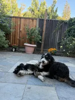Bernedoodle Puppies , a  Bernedoodle for sale in Napa, CA – Photo 6 of 8