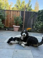 Bernedoodle Puppies , a  Bernedoodle for sale in Napa, CA – Photo 7 of 8
