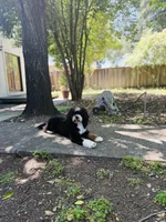 Bernedoodle Puppies , a  Bernedoodle for sale in Napa, CA – Photo 8 of 8