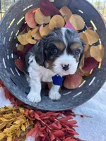 AKC Kash, a male Cavalier King Charles Spaniel for sale in Gay, GA – 3 of 10