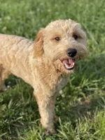 Isaac - mini goldendoodle, a male Miniature Goldendoodle for sale in Gay, GA – 4 of 5