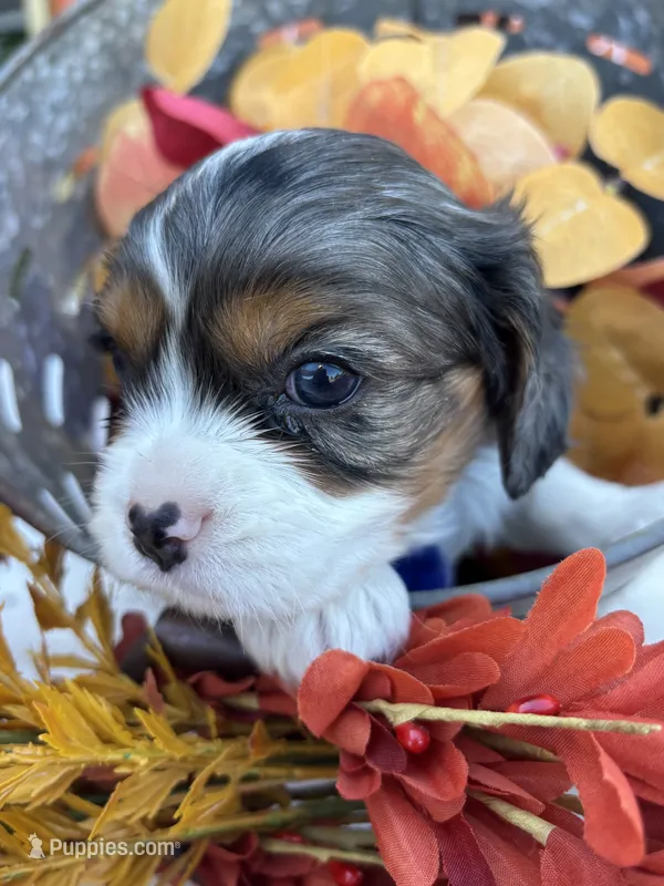 AKC Kash – Cavalier King Charles Spaniel puppy for sale in Gay, GA