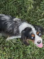 Cash, a male Cavalier King Charles Spaniel for sale in Gay, GA – 2 of 5