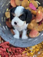 Katie, a female Cavalier King Charles Spaniel for sale in Gay, GA – 2 of 8