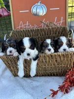 AKC Knox, a male Cavalier King Charles Spaniel for sale in Gay, GA – 4 of 9