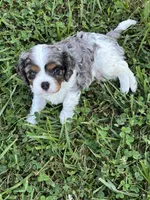 Gambler - AKC, a male Cavalier King Charles Spaniel for sale in Gay, GA – 2 of 10
