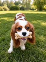 AKC Kash, a male Cavalier King Charles Spaniel for sale in Gay, GA – 3 of 4