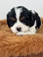 Gwenda - AKC, a female Cavalier King Charles Spaniel for sale in Gay, GA – 5 of 10