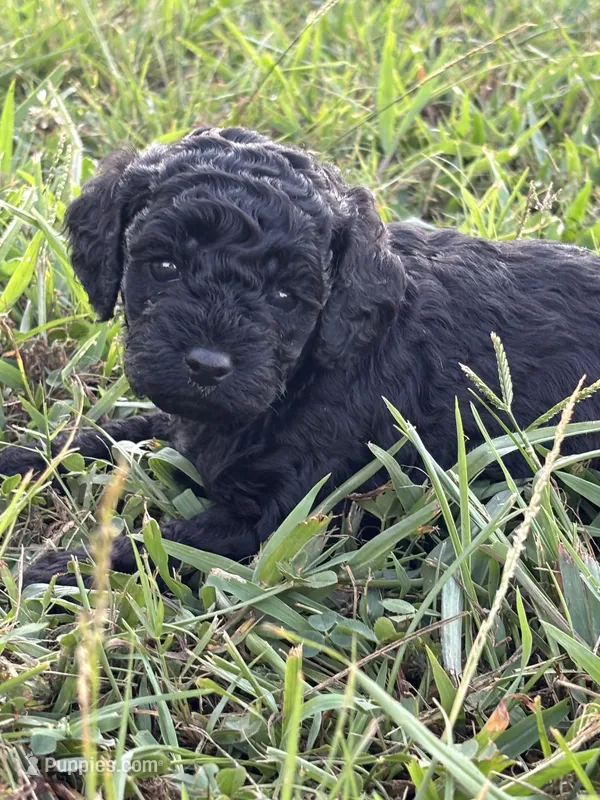 Jett – Cockapoo puppy for sale in Gay, GA