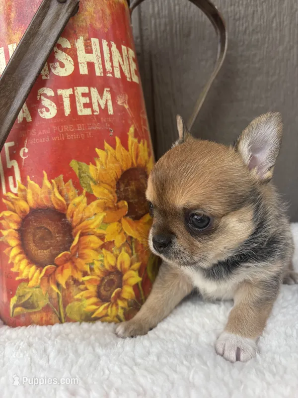Fannie – Chihuahua puppy for sale in Gay, GA