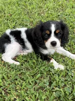 Gunner - AKC, a male Cavalier King Charles Spaniel for sale in Gay, GA – 3 of 9
