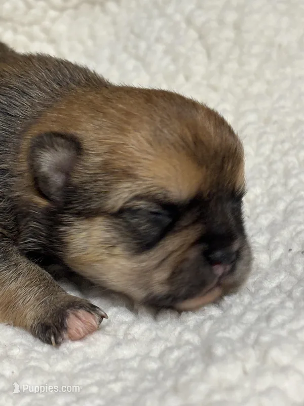 Fannie – Chihuahua puppy for sale in Gay, GA