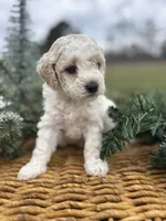 Didi, a female Cockapoo for sale in Gay, GA – Photo 1 of 6