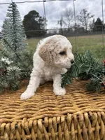 Didi, a female Cockapoo for sale in Gay, GA – Photo 2 of 6