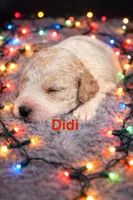 Didi, a female Cockapoo for sale in Gay, GA – Photo 6 of 6