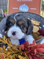 AKC Kash, a male Cavalier King Charles Spaniel for sale in Gay, GA – 2 of 10