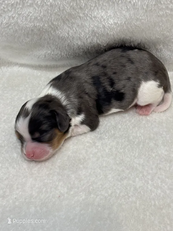 AKC Kash – Cavalier King Charles Spaniel puppy for sale in Gay, GA