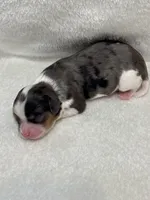 AKC Kash, a male Cavalier King Charles Spaniel for sale in Gay, GA – 1 of 4